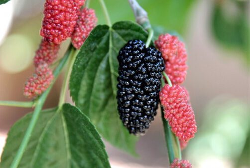 Mulberry is the gift of China, it is rich in vitamin K, there are many other benefits