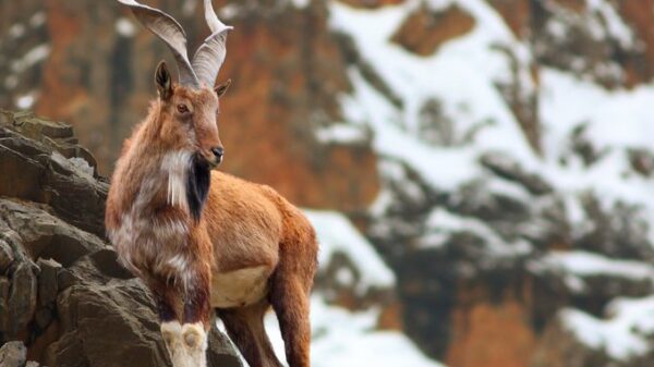 Trophy hunting Markhor hunting system in Gilgit-Baltistan is changing the lives of local people