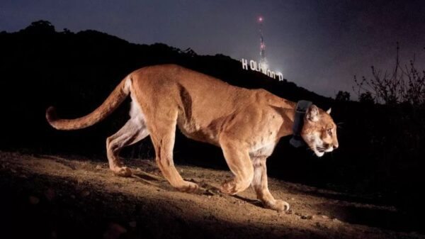 Hollywood's mysterious resident lion who was put to death