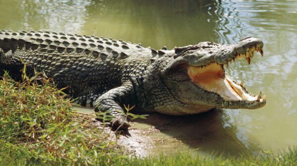 Heroic Man Rescues Himself from Crocodile Attack at Australian Resort