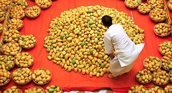 Mango Export Woes Pakistans Struggle to Meet Expectations